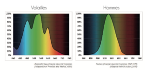 Spectres lumineux différents entre les volailles et les Hommes